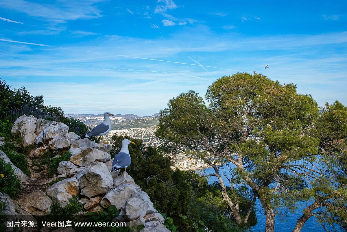 calp(calponin肌上皮+是什么意思) calp(calponin肌上皮+是什么意思)