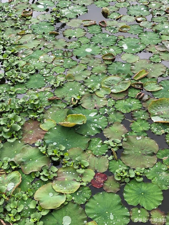 什么什么细雨(什么什么细雨的成语) 什么什么细雨(什么什么细雨的成语)
