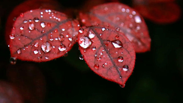 嘂怎么读(⊙是个啥字)