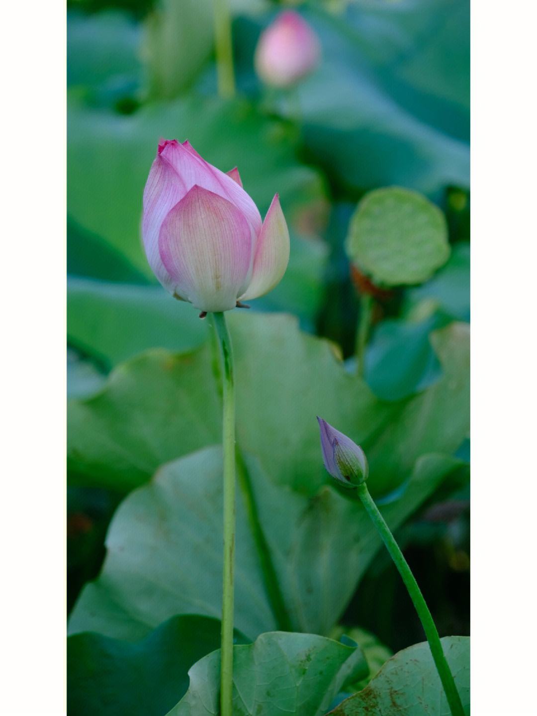 憧憧(憧憧靡已) 憧憧(憧憧靡已)