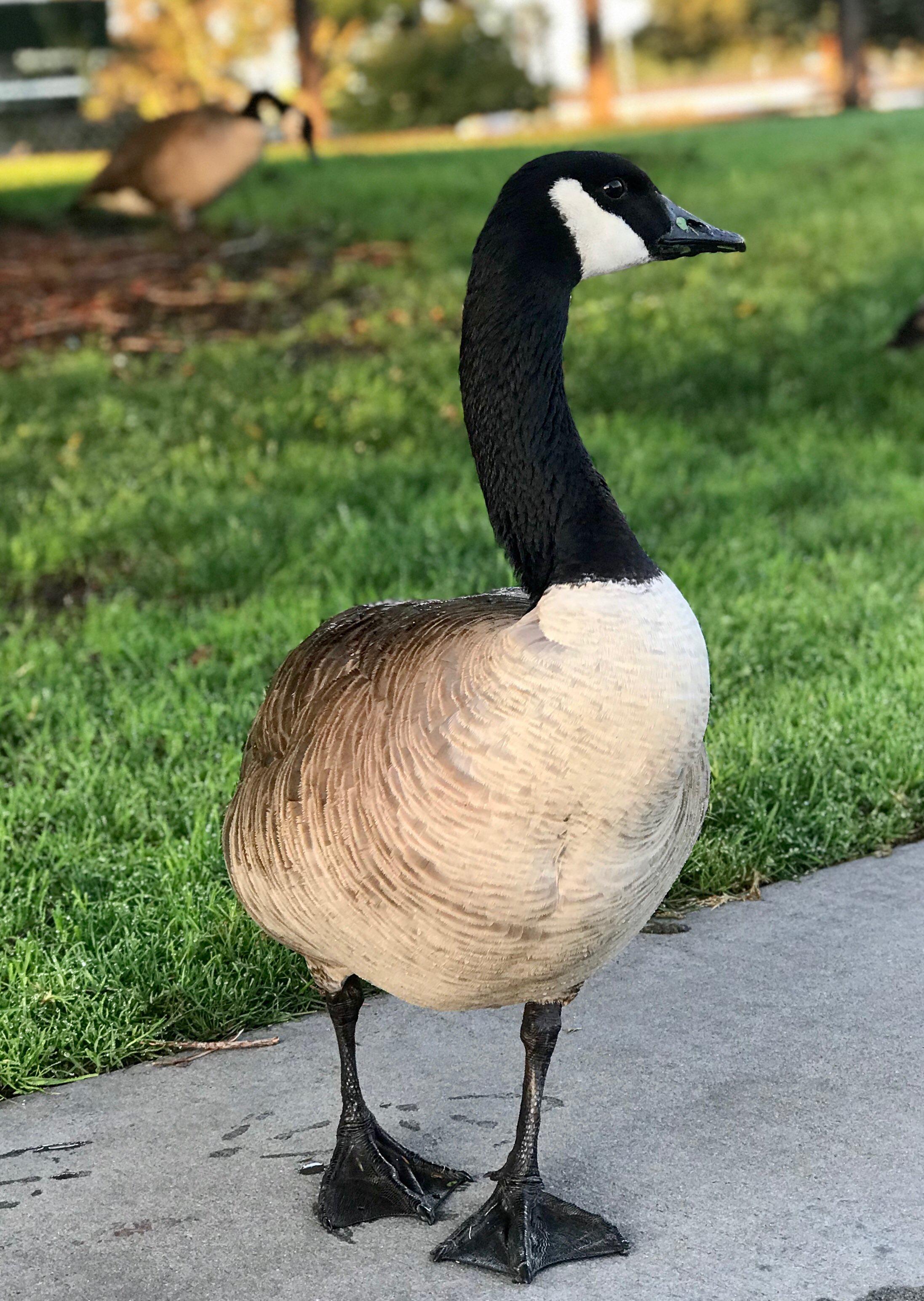 大雁的英文(大雁的英文怎么说)