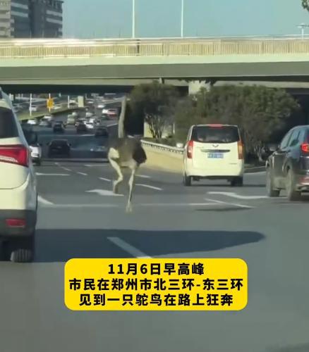 紧追不舍的意思(紧追不舍的意思和拼音) 紧追不舍的意思(紧追不舍的意思和拼音)