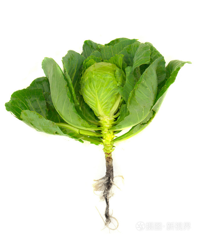 醋心(醋心吃什么缓解) 醋心(醋心吃什么缓解)