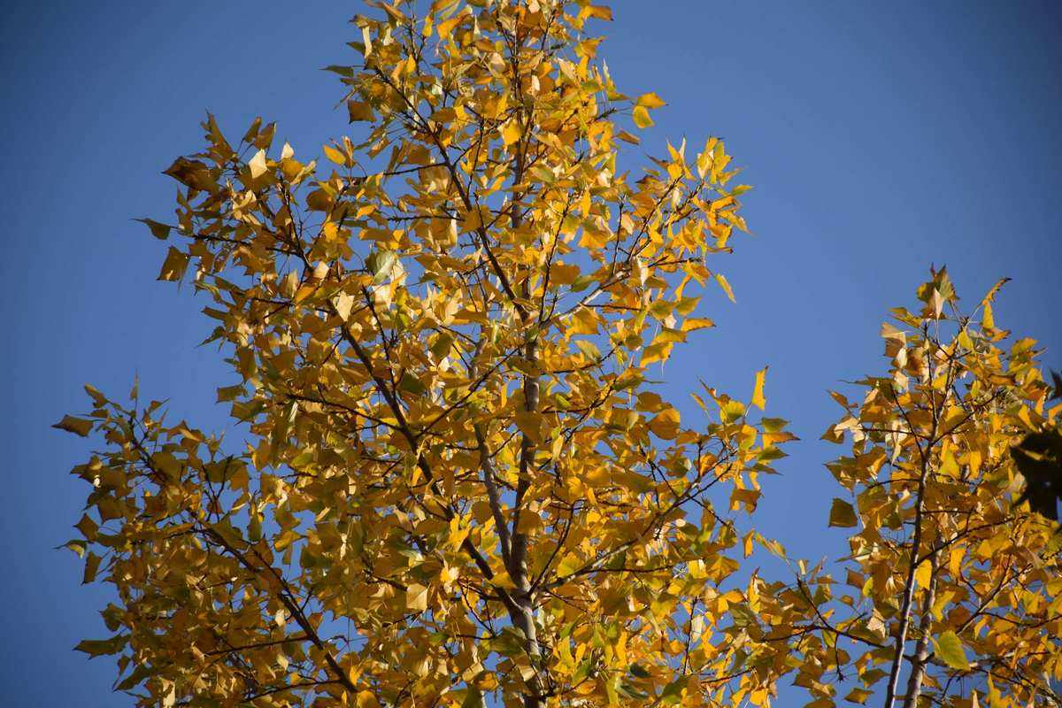 什么的秋风(什么的秋风填空三年级) 什么的秋风(什么的秋风填空三年级)