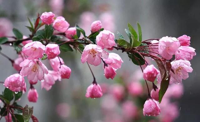 雨疏风骤什么意思(昨夜雨疏风骤表达了什么情感) 雨疏风骤什么意思(昨夜雨疏风骤表达了什么情感)