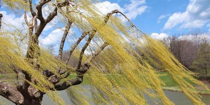 雨疏风骤什么意思(昨夜雨疏风骤表达了什么情感) 雨疏风骤什么意思(昨夜雨疏风骤表达了什么情感)