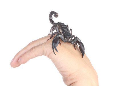 蝎子英语(毒蝎用英语怎么说) 蝎子英语(毒蝎用英语怎么说)